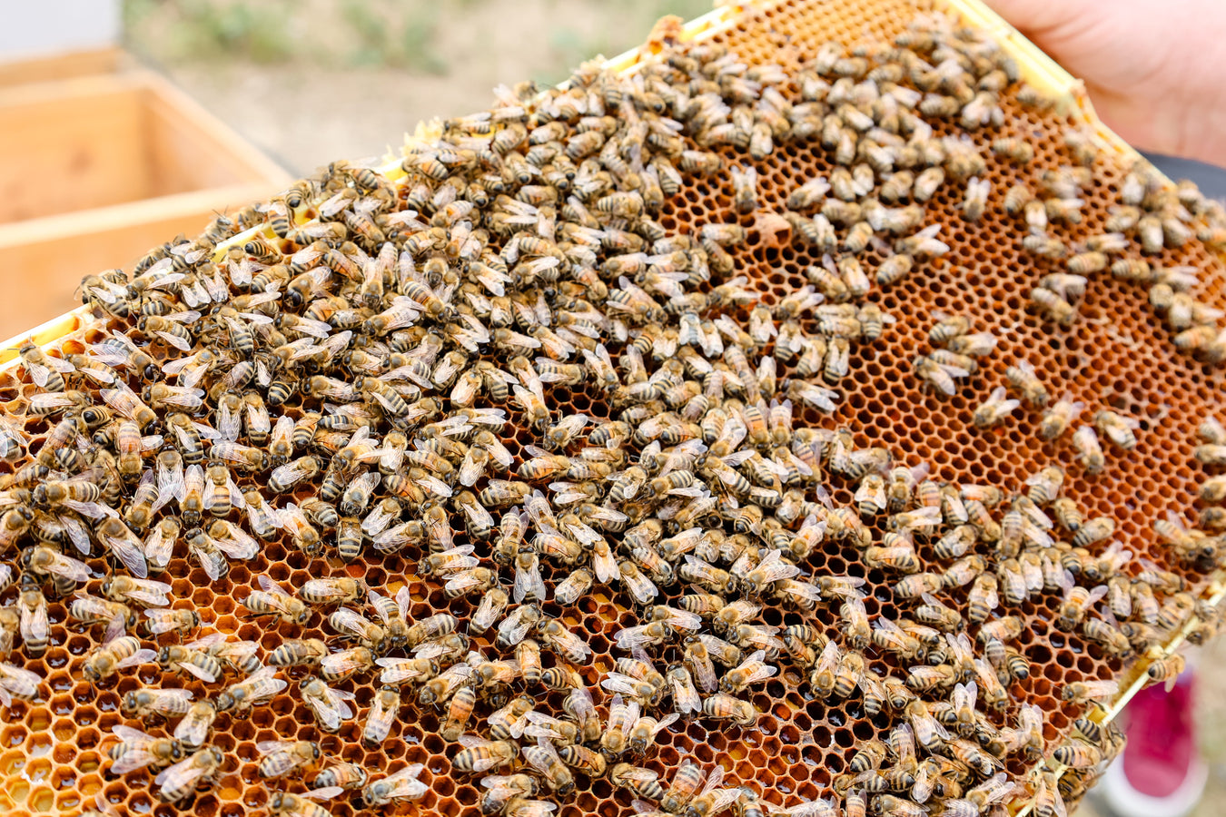 Honey Bees - Port Hope