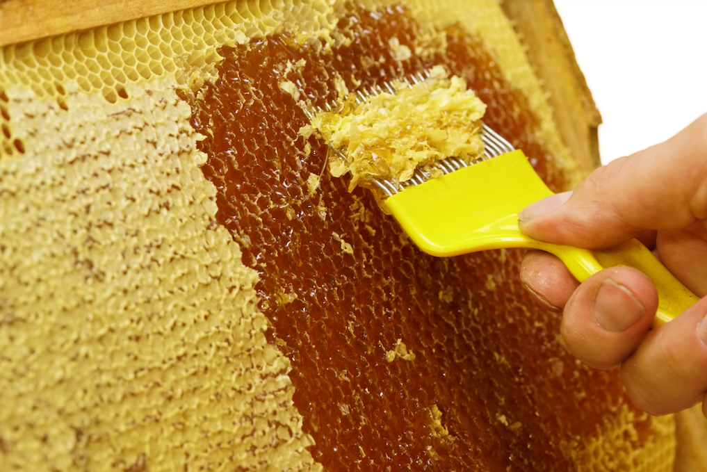 honeyたん SE Grocers - SE Grocers Orange Blossom Honey (16 ounces