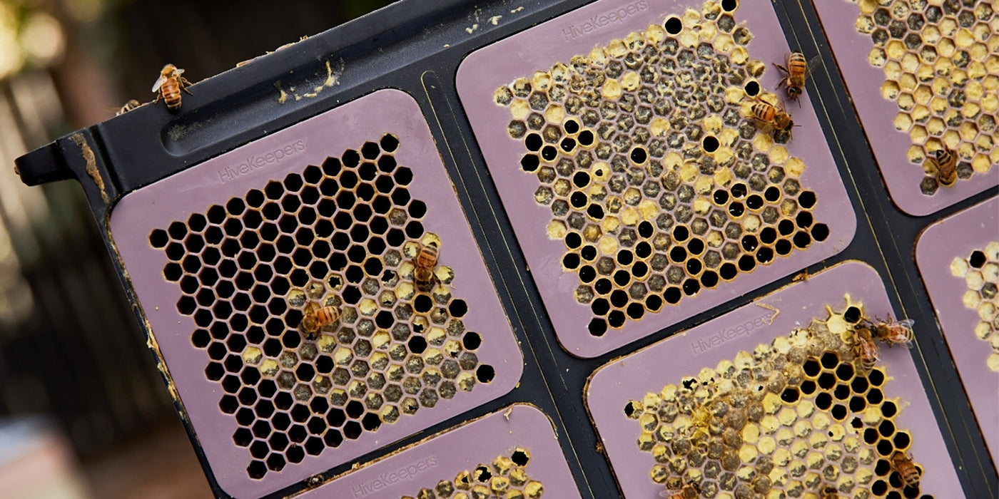 Frame with 8 Cassettes for Micro Honey Harvester | HiveKeepers