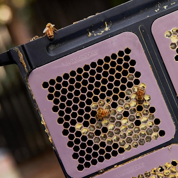 Replacement Cassettes for Micro Honey Harvester | HiveKeepers