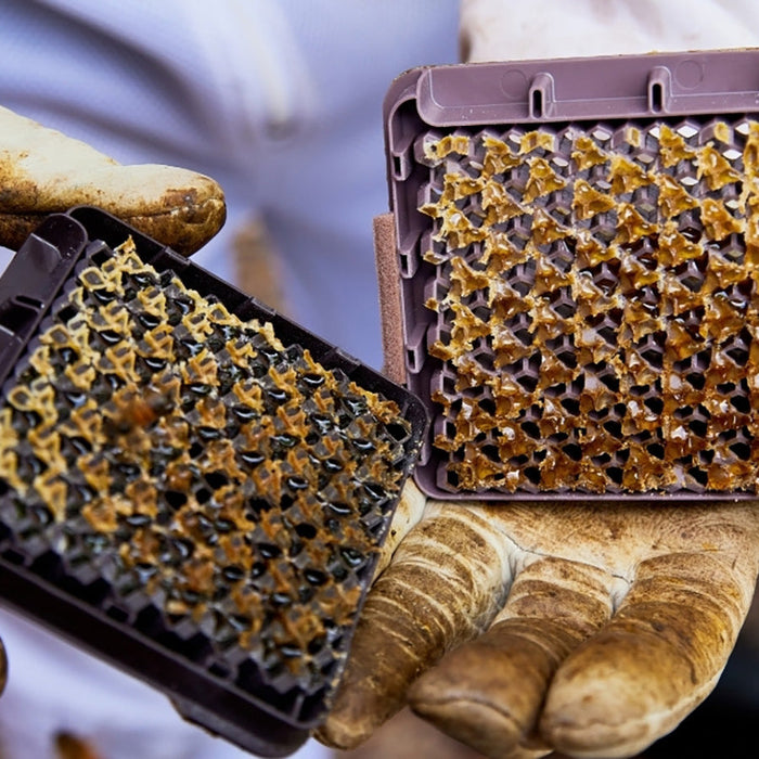 Replacement Cassettes for Micro Honey Harvester | HiveKeepers