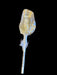 Honey Bear sucker