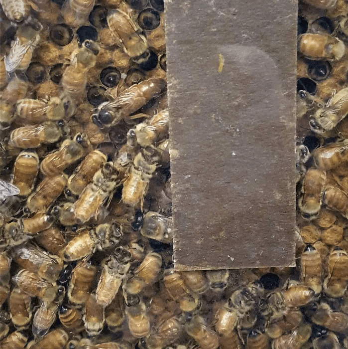Beequip | Cardboard Strips