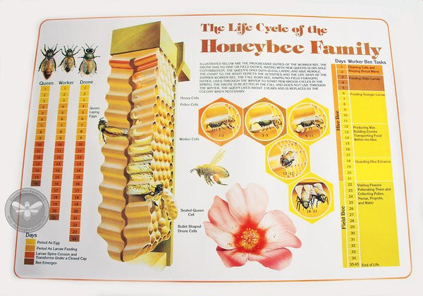 Life Cycle of the Honeybee | Poster